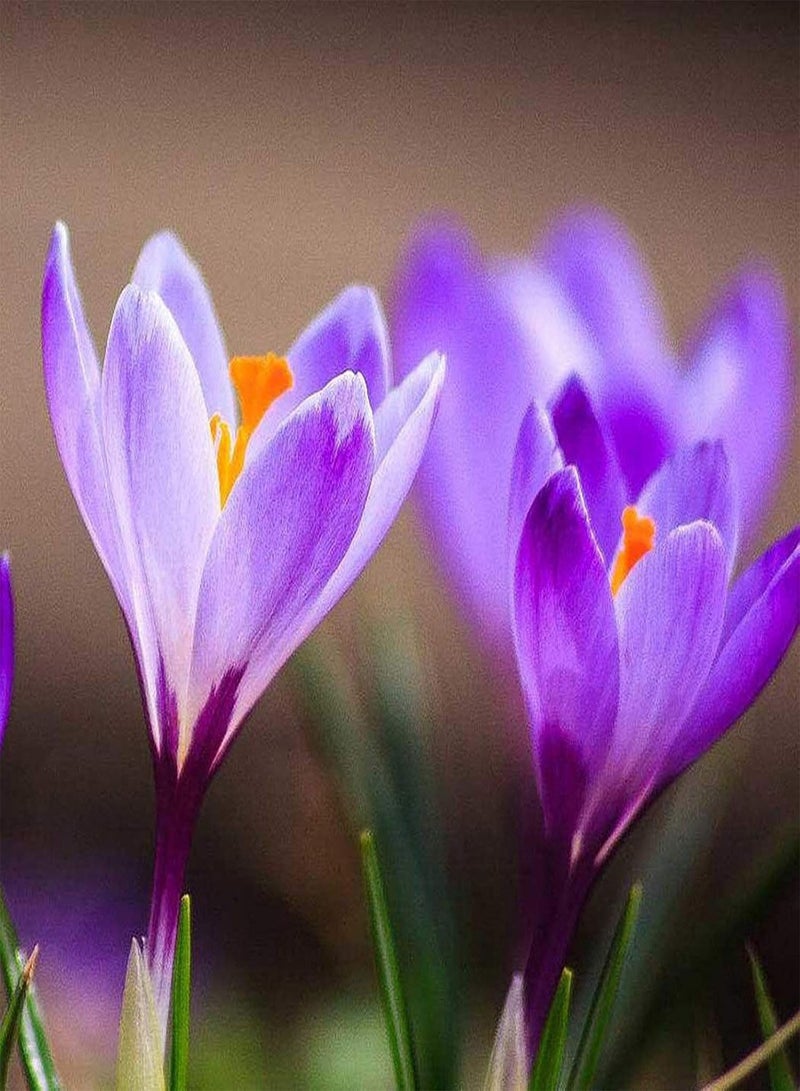 GGOOT 100Pcs Saffron Crocus Seeds Full of Vitamins Multi-Functional Red Imported Saffron Bonsai Seeds for Farm Bonsai Seeds for - Image 1