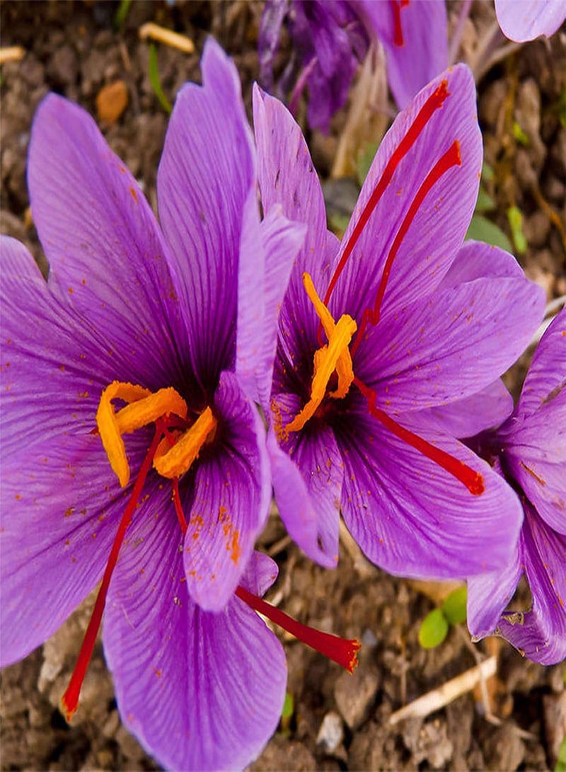 GGOOT 100Pcs Saffron Crocus Seeds Full of Vitamins Multi-Functional Red Imported Saffron Bonsai Seeds for Farm Bonsai Seeds for - Image 2