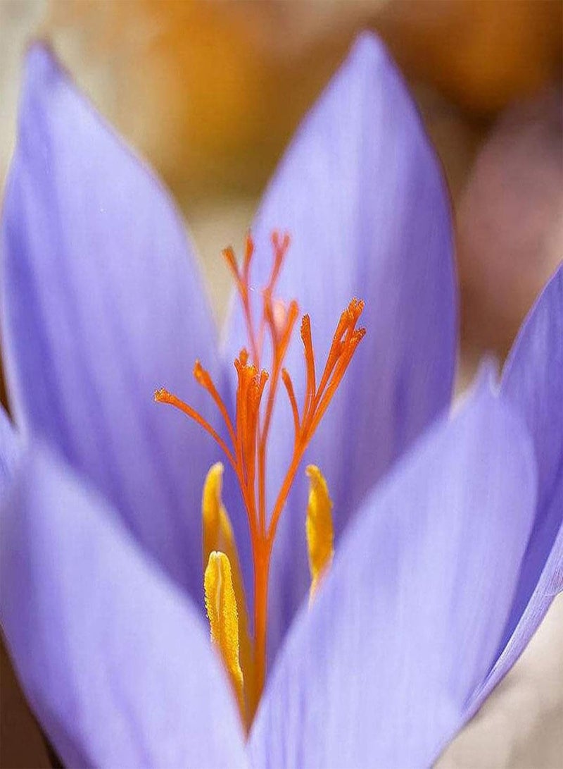 GGOOT 100Pcs Saffron Crocus Seeds Full of Vitamins Multi-Functional Red Imported Saffron Bonsai Seeds for Farm Bonsai Seeds for - Image 5