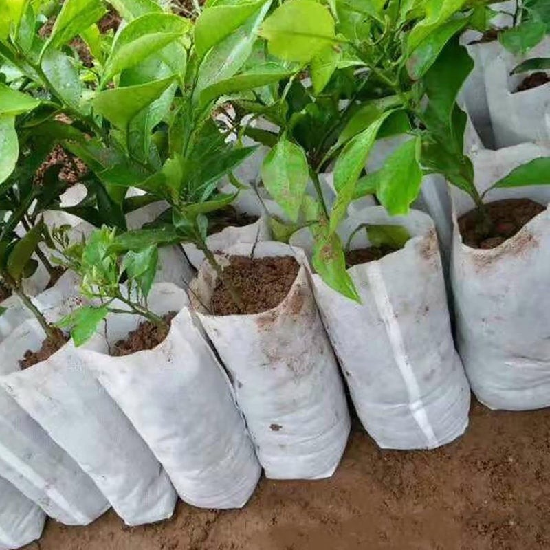 100 قطعة من أكياس النمو عالية الأداء وسهلة الاستخدام وقابلة للتحلل لحقيبة الحضانة للبستنة 7 سم × 11 سم - Image 3