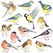 DECOWALL DS28038 Little Birds Kids Wall Stickers Wall Decals Peel and Stick Removable Wall Stickers for Kids Nursery Bedroom Living Room Small dcor - Image 2