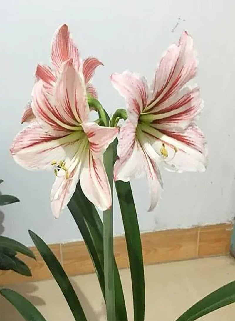 GGOOT 2Stück gemischte Farbe Amaryllis Zwiebeln mehrjährige Schnittblumen für das Pflanzen im Freien einfache Kultivierung einzigartige Gartendekoration natürliches Wachstum Kleine Schwierigkeit - Image 2