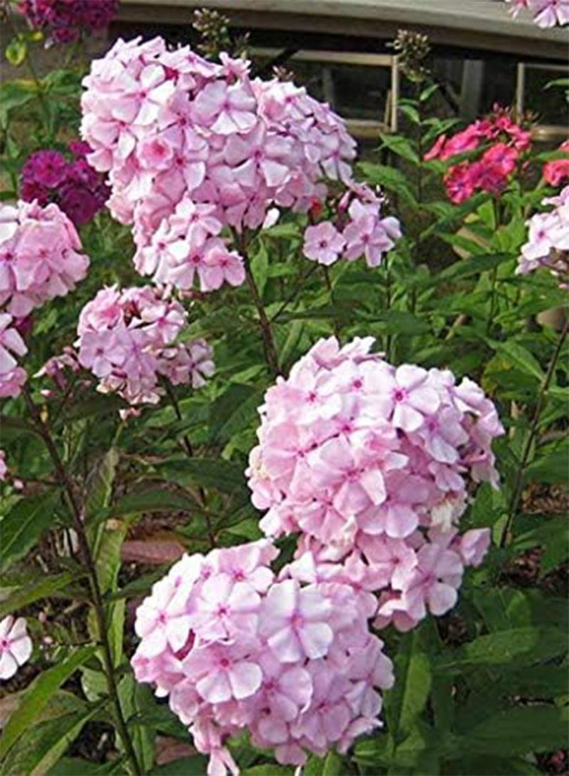 GGOOT seeds Fresh Phlox Flower Seeds for Planting 120 Pcs for Planting Light Pink 1