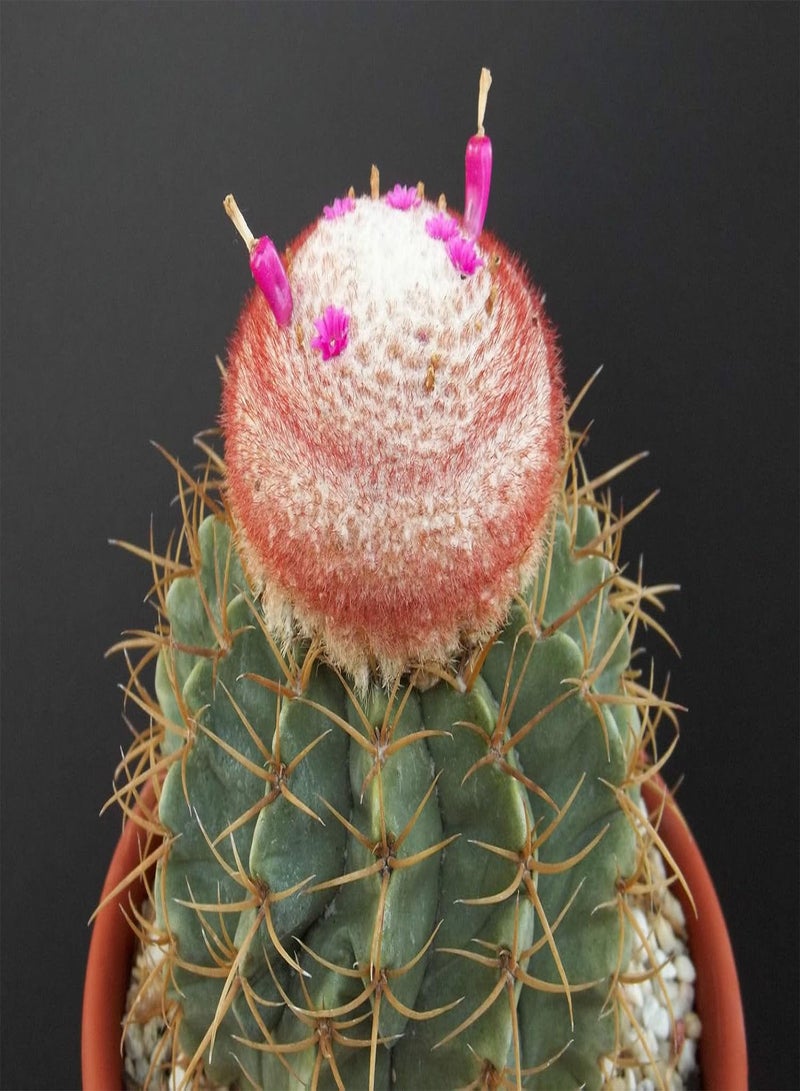 GGOOT Exotic Turk's Melocactus bellavistensis Cap Cactus Seed Rare Cactus 100 Seeds: Only Seeds - Image 2