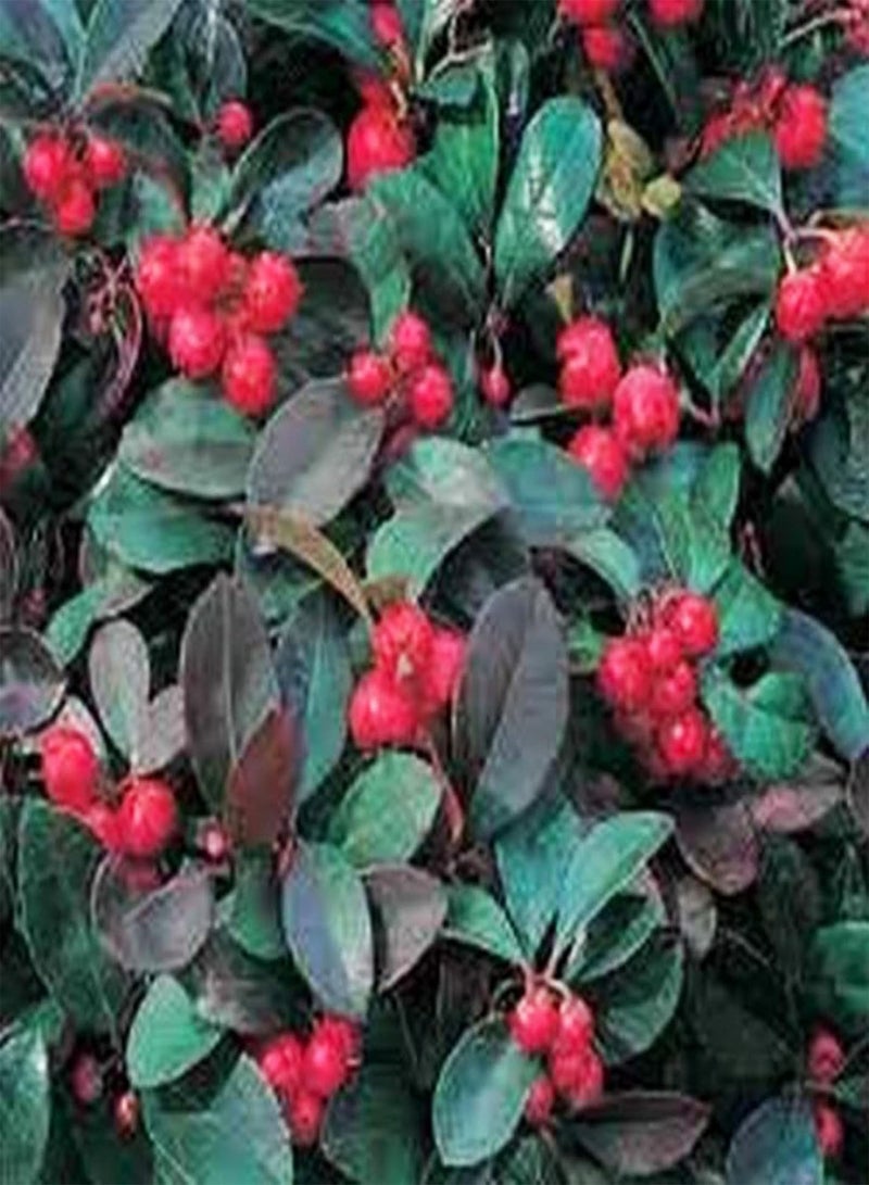 GGOOT 50Pcs Cotoneaster Horizontalis Seeds Perennial Non GMO Evergreen Potted Garden Shrub Red Berries Seeds Seed - Image 2