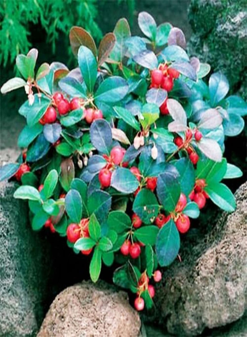 GGOOT 50Pcs Cotoneaster Horizontalis Seeds Perennial Non GMO Evergreen Potted Garden Shrub Red Berries Seeds Seed - Image 1