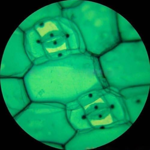 AmScope AmScope M148E Digital Compound Monocular Microscope WF10x Eyepiece 40x400x Magnification LED Illumination Brightfield SingleLens Condenser Plain Stage 110V or BatteryPowered Includes 03MP Camera and Software  - Image 5
