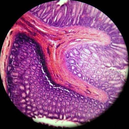 AmScope AmScope M148E Digital Compound Monocular Microscope WF10x Eyepiece 40x400x Magnification LED Illumination Brightfield SingleLens Condenser Plain Stage 110V or BatteryPowered Includes 03MP Camera and Software  - Image 4