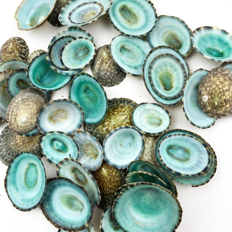 Worlds Green Limpets Sea Shells for Home DecorationsParty WeddingDIY Crafts 50PC12114Inch