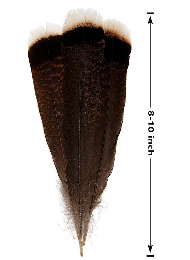 THARAHT 24pcs Natural Wild Turkey Tails Feathers Quill Bulk 8-10inch 20-25cm for DIY Crafts Project Collection Wedding Decoration Wild Turkey Tails Feather - Image 2