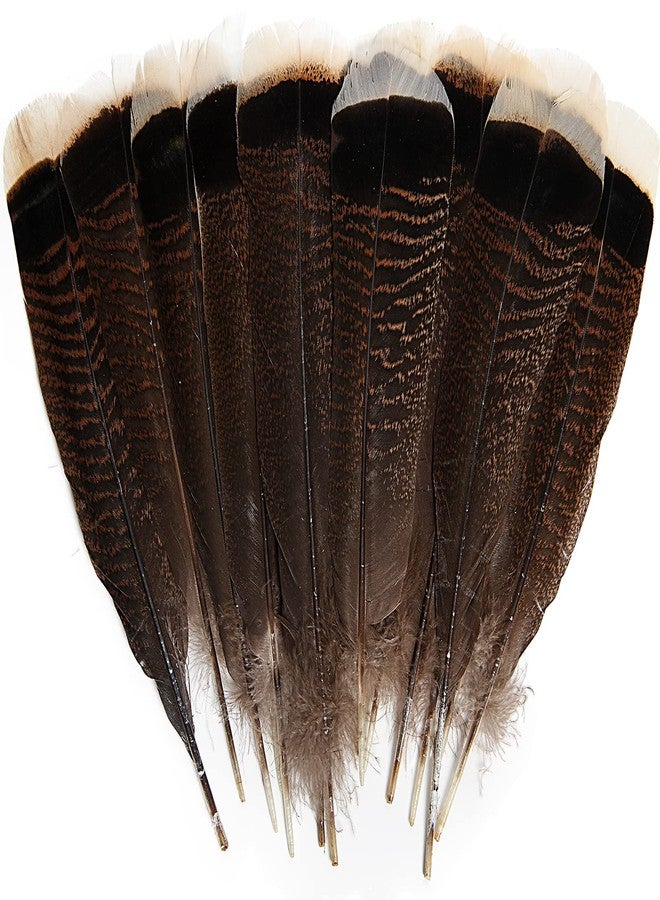 THARAHT 24pcs Natural Wild Turkey Tails Feathers Quill Bulk 8-10inch 20-25cm for DIY Crafts Project Collection Wedding Decoration Wild Turkey Tails Feather - Image 1