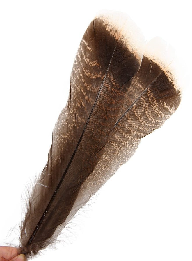 THARAHT 24pcs Natural Wild Turkey Tails Feathers Quill Bulk 8-10inch 20-25cm for DIY Crafts Project Collection Wedding Decoration Wild Turkey Tails Feather - Image 3
