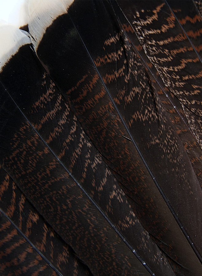 THARAHT 24pcs Natural Wild Turkey Tails Feathers Quill Bulk 8-10inch 20-25cm for DIY Crafts Project Collection Wedding Decoration Wild Turkey Tails Feather - Image 4
