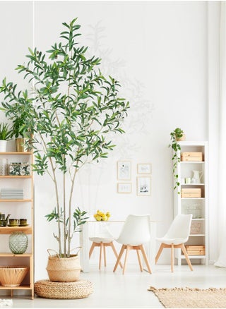 2.1M Olive tree