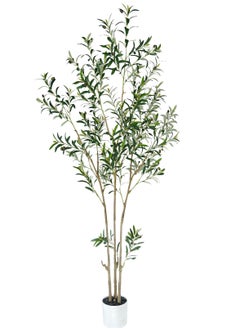 2.1M Olive tree