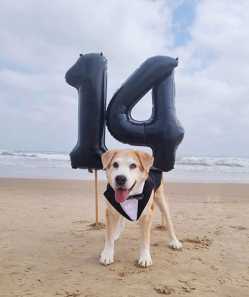 Mluchee 14 Balloon Numbers, Happy 14th Birthday Decorations for Girls Boys, 40 In 41st Black Balloons for Engagement, Wedding, Celebration Party, Graduations, Photo Shoot - Image 3