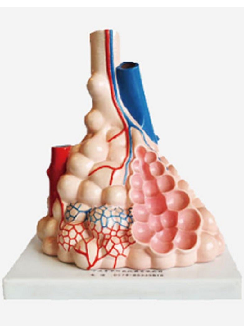 AKM Magnified Pulmonary Alveoli Model - Image 1