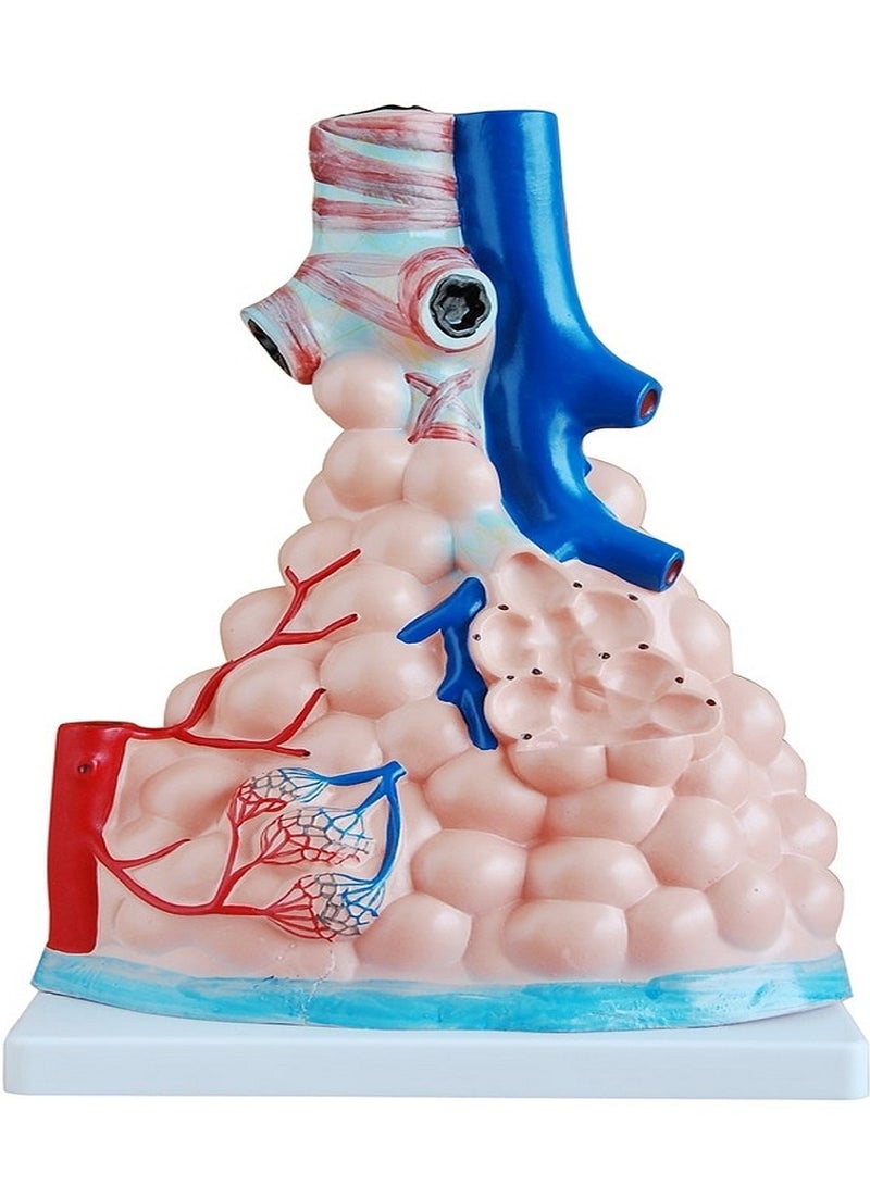 AKM Magnified Pulmonary Alveoli Model - Image 2