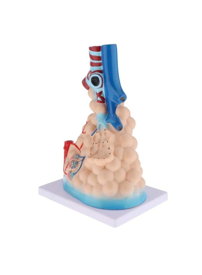 AKM Magnified Pulmonary Alveoli Model - Image 3