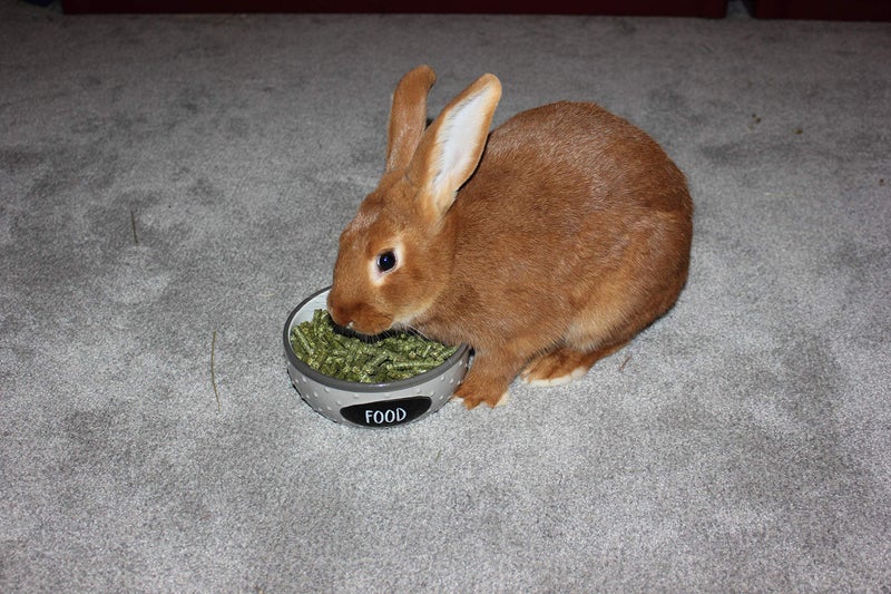 FAMILY FARM AND FEED | Alfalfa Hay Food | Small Pet | Young and Adult | Pellets | 5 Pounds - Image 5