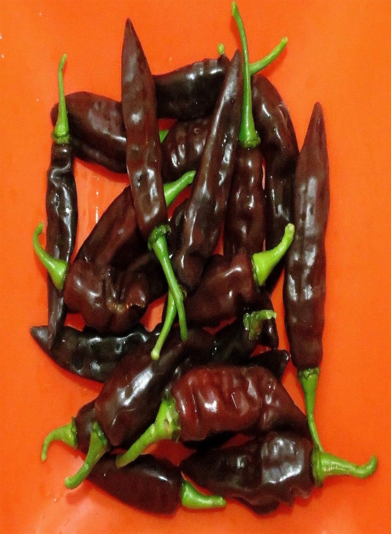 جي جوت بذور خضراوات الفلفل الحار البني Fatalii - Capsicum annuum، زراعة منزلية بواسطة Heavy Torch، 5 بذور - Image 2