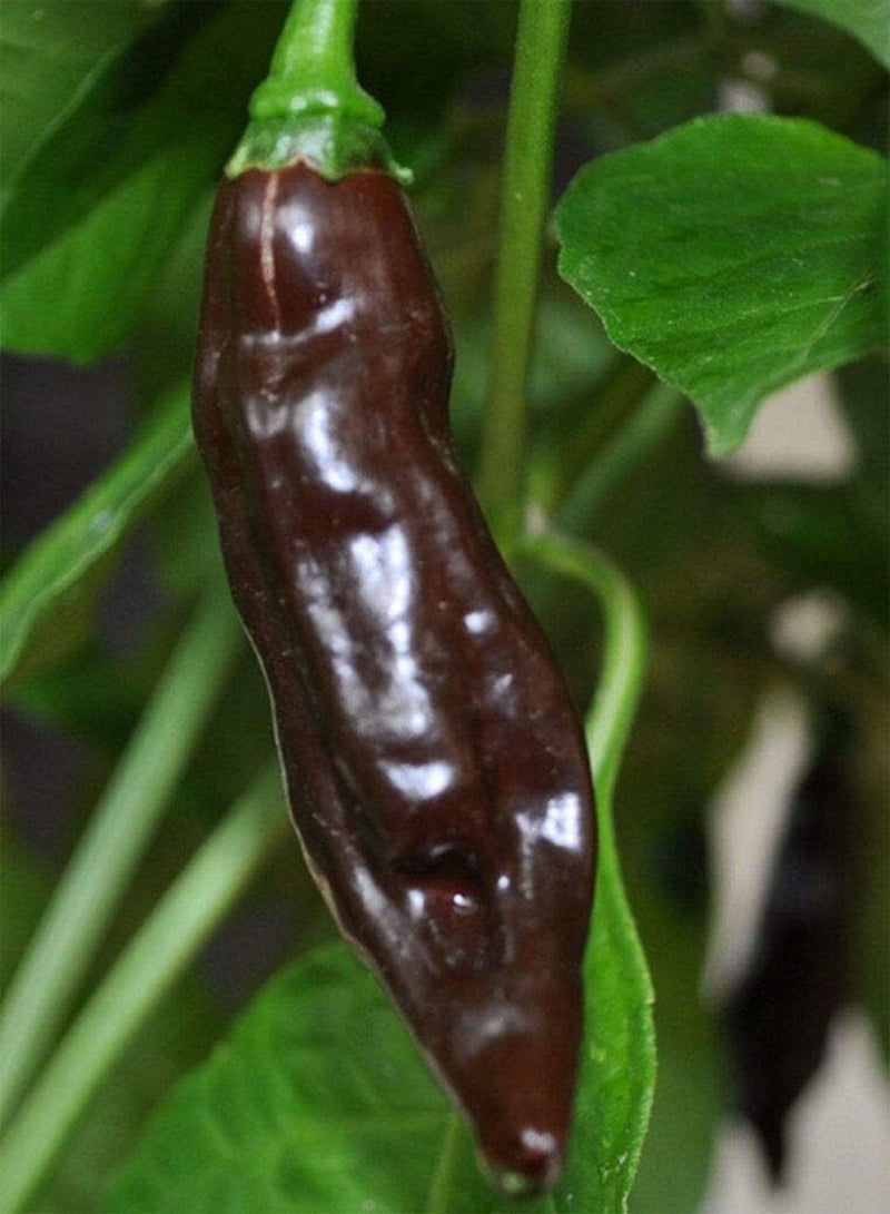 جي جوت بذور خضراوات الفلفل الحار البني Fatalii - Capsicum annuum، زراعة منزلية بواسطة Heavy Torch، 5 بذور - Image 1
