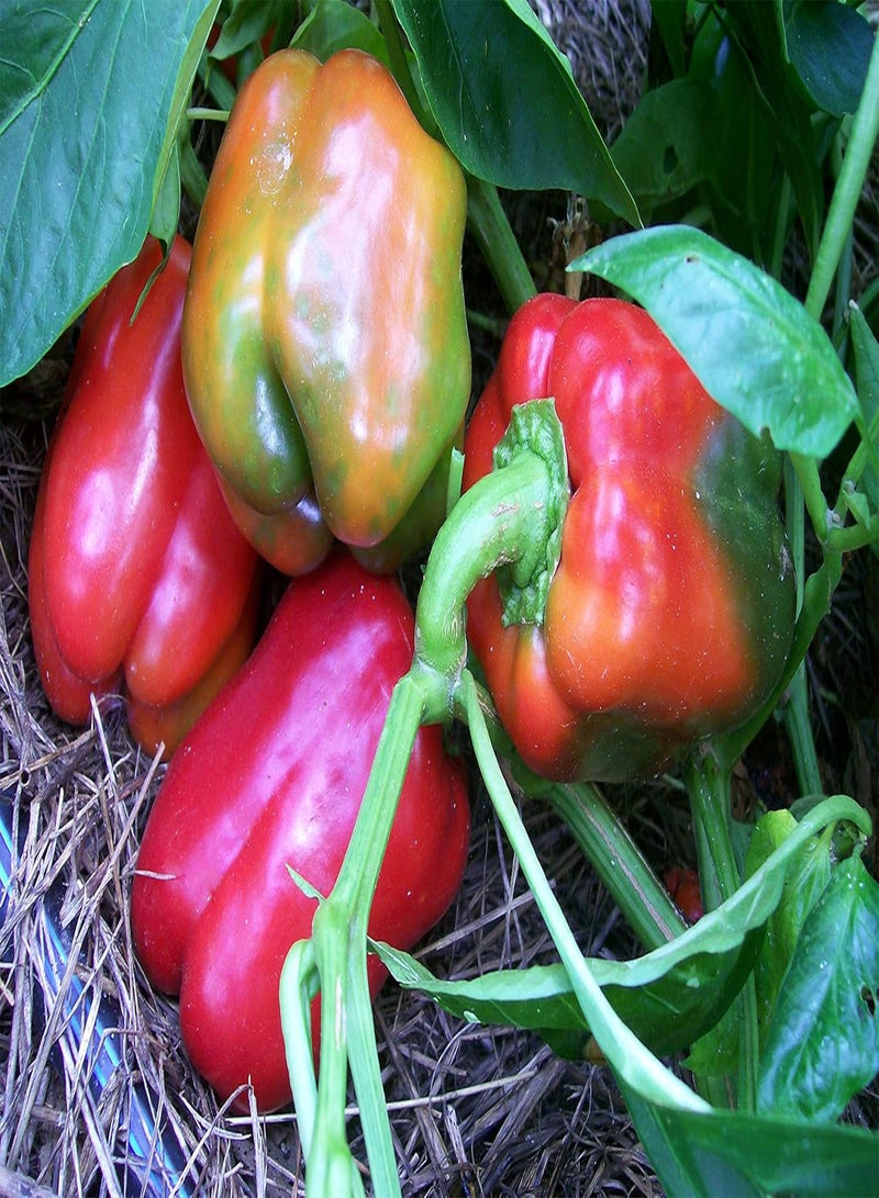 GGOOT 100pcs Giant Sweet Pepper Vegetable Seeds - Image 2