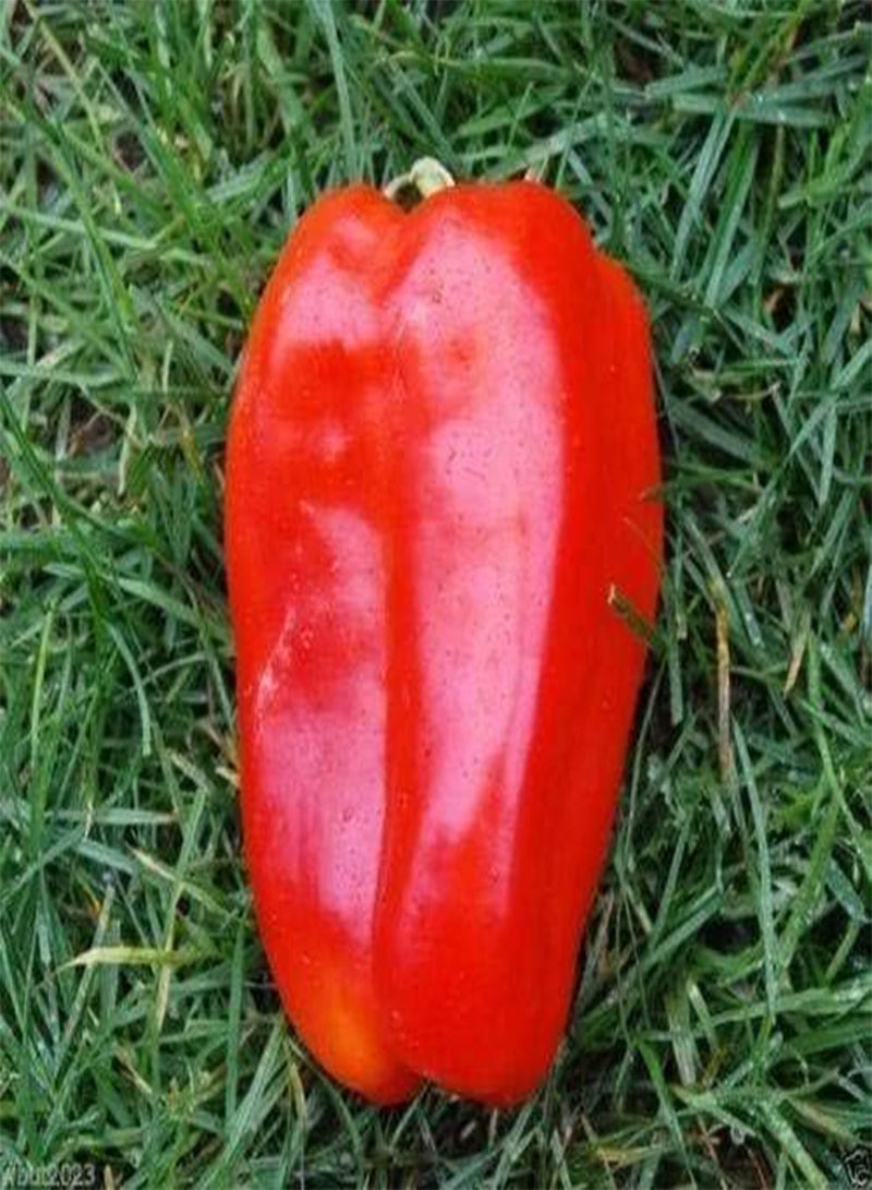 GGOOT 100pcs Giant Sweet Pepper Vegetable Seeds - Image 3