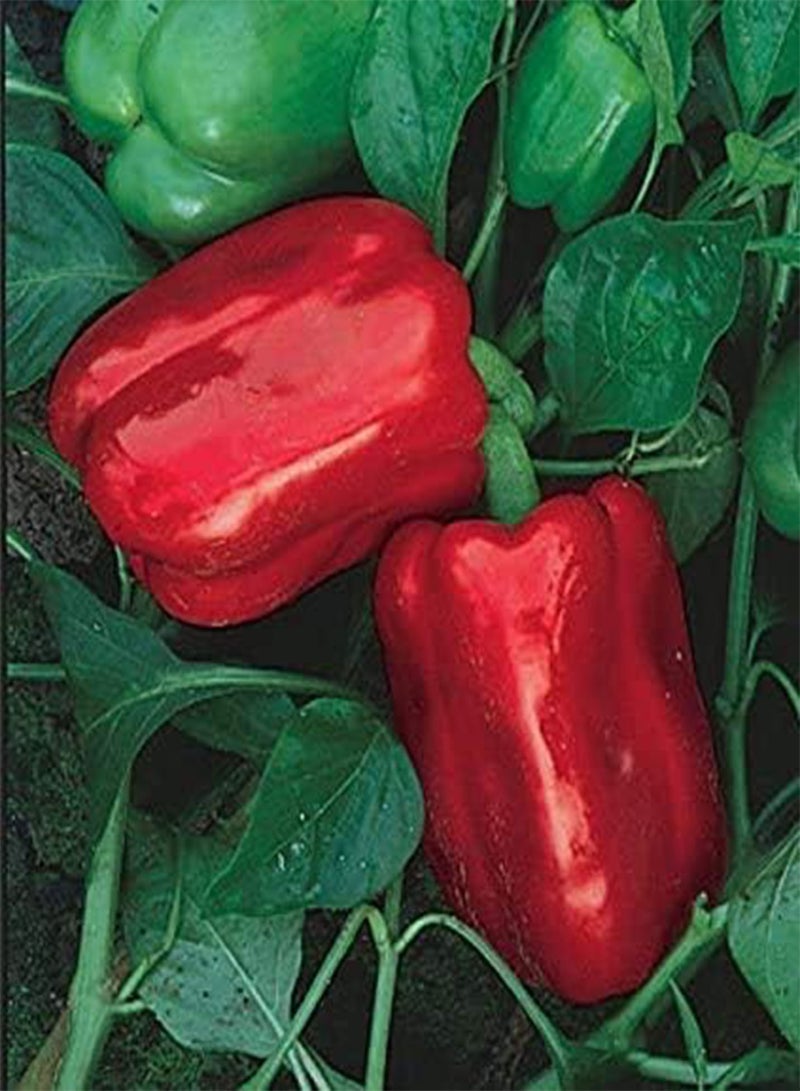 GGOOT 100pcs Giant Sweet Pepper Vegetable Seeds - Image 1