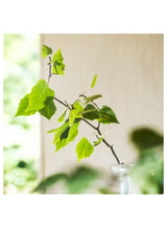 أيكيا شموع صغيرة معطرة مستوردة من إيكيا - رائحة الغابة الإسكندنافية والعنبر - أبيض (30 قطعة) - Image 2