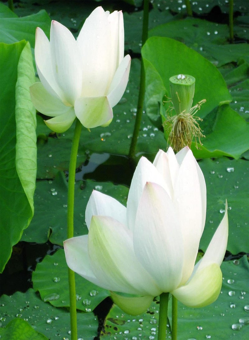 GGOOT 15Pcs Lotus Seeds Aromatic Easy to Grow Multi-Color Pots Bonsai Seedlings for Balcony - Yellow - Flower Seeds Vegetable Seeds Fruit Seeds Garden Plant Seeds for Planting  - Image 4