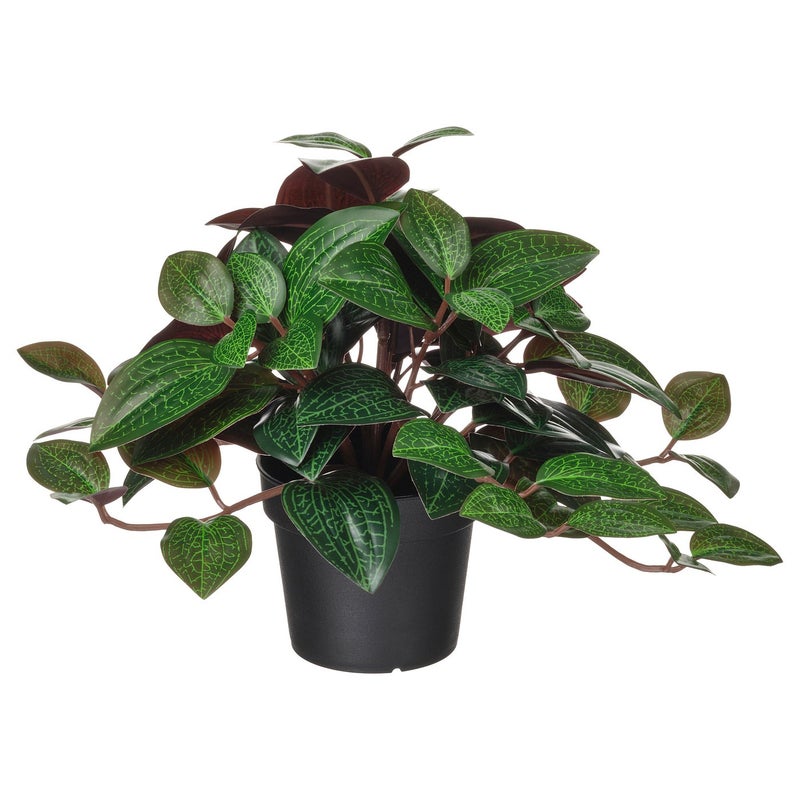FEJKA Artificial Potted Jewel Orchid Plant, Green, 9 cm Pot - Image 1