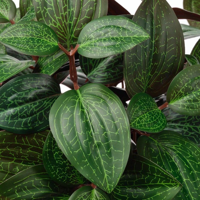 FEJKA Artificial Potted Jewel Orchid Plant, Green, 9 cm Pot - Image 4