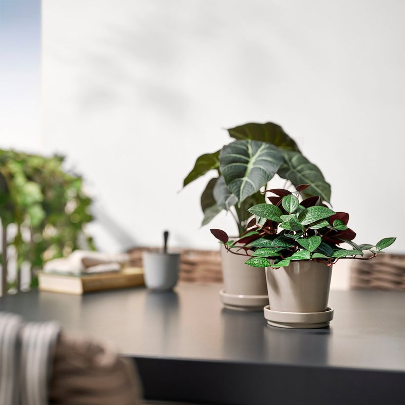 FEJKA Artificial Potted Jewel Orchid Plant, Green, 9 cm Pot - Image 3