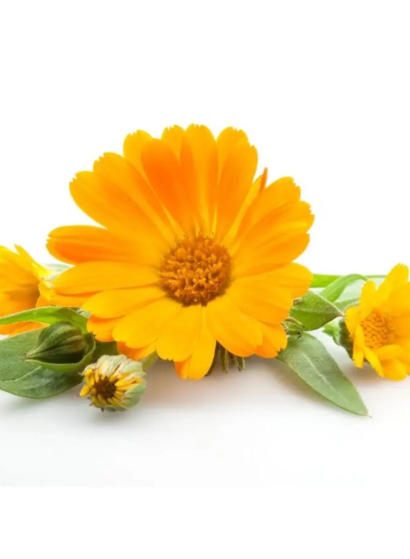 Klorane Baby Powder Protective 75g - Image 3