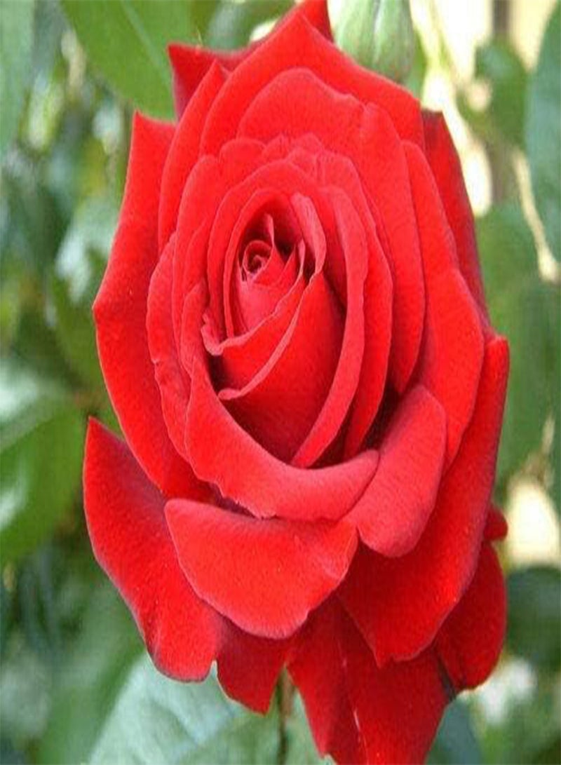 GGOOT Red Rose Flower Seeds, Beautiful Flowers for Home Garden Planting Seeds by Heavy Torch (300 Seeds) - Image 2