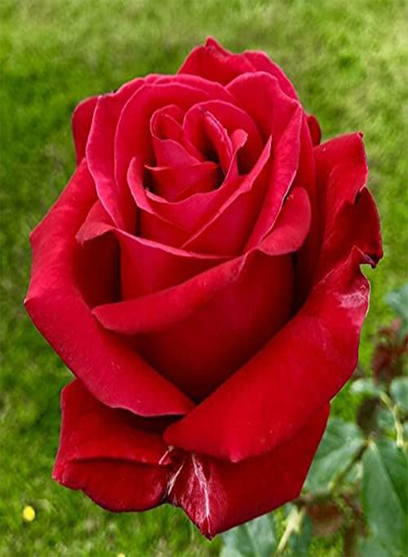 GGOOT Red Rose Flower Seeds, Beautiful Flowers for Home Garden Planting Seeds by Heavy Torch (300 Seeds) - Image 3