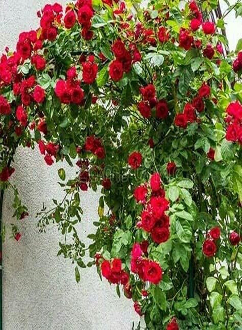 GGOOT Red Rose Flower Seeds, Beautiful Flowers for Home Garden Planting Seeds by Heavy Torch (300 Seeds) - Image 4