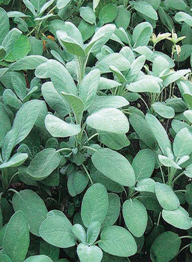 GGOOT Premium Culinary Sage Seeds - Ideal for Flavorful Cooking and Aromatic Dressings, Thrives in Various Soils, Non-GMO (Single Packet)