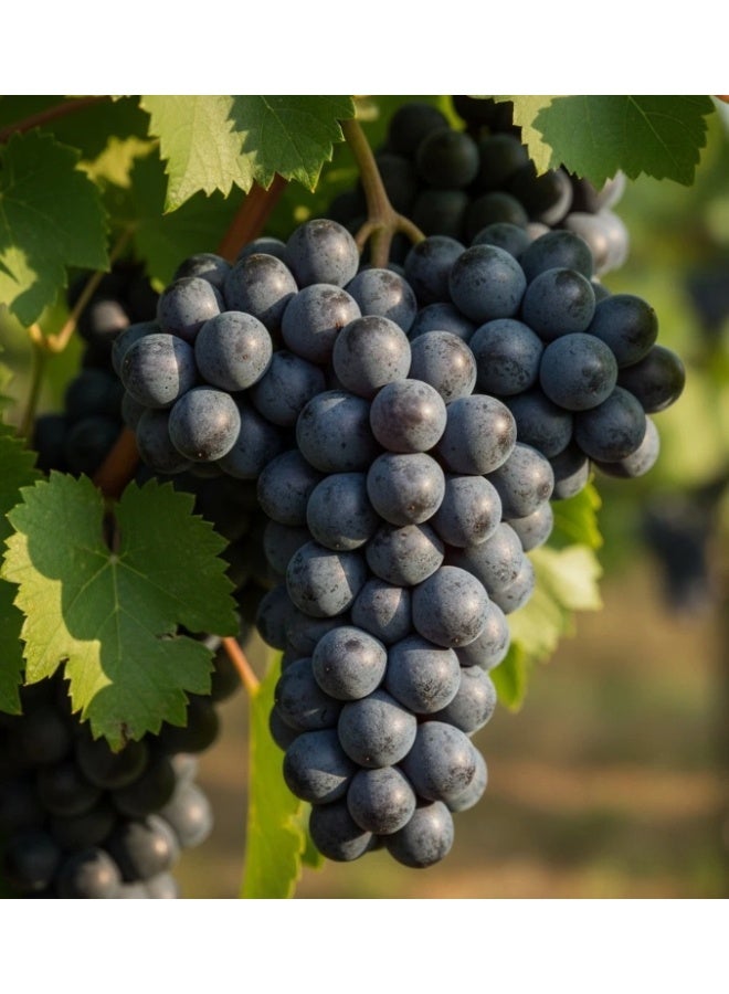 50 PCS Black Muscat Grape Seeds For Home Garden Planting - Image 1
