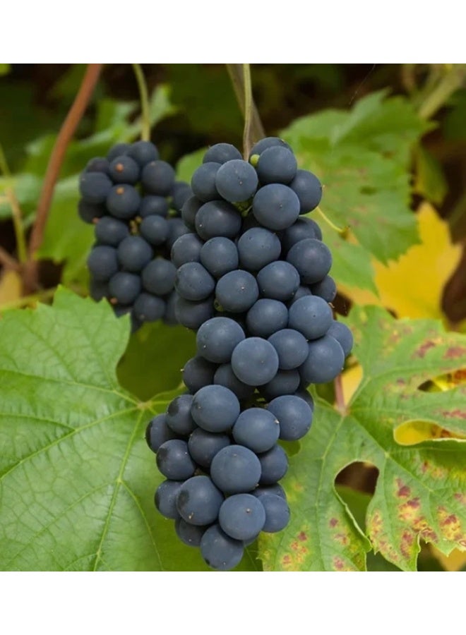 50 PCS Black Muscat Grape Seeds For Home Garden Planting - Image 2