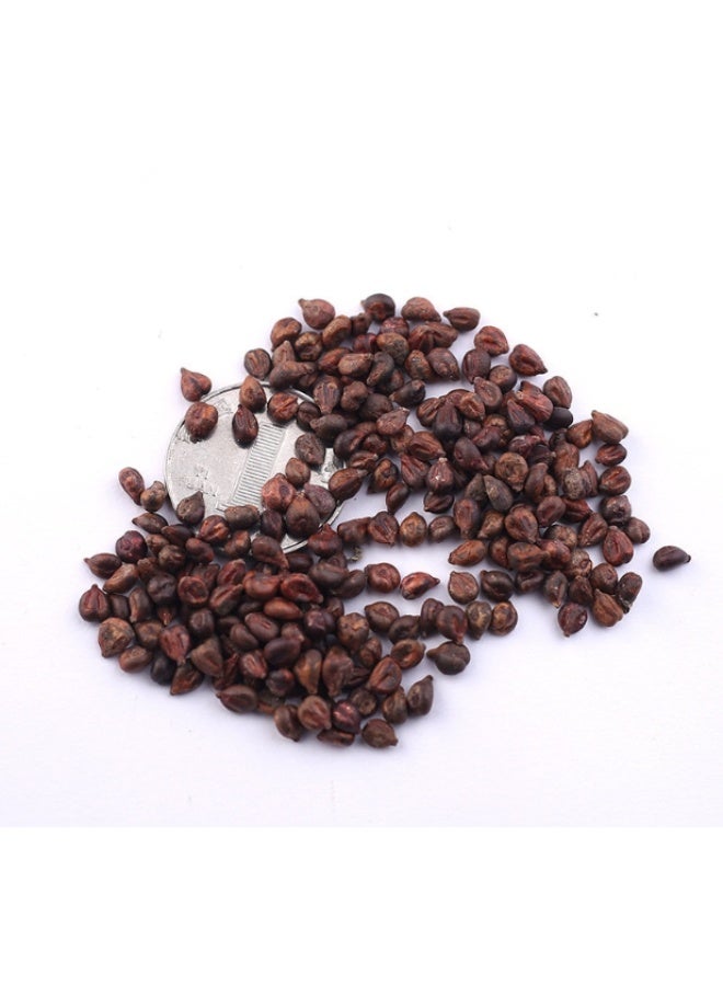 50 PCS Black Muscat Grape Seeds For Home Garden Planting - Image 3