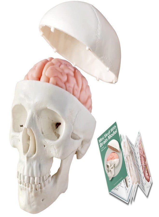 Generies 2025 New Human Skull Model,3 Part With 2-Part Human Brain;Half Life Size Skull with Brain;Human Head With Brain for Medical Teaching Learning, Art Sketch,Educational Display Tool Human Anatomy - Image 1