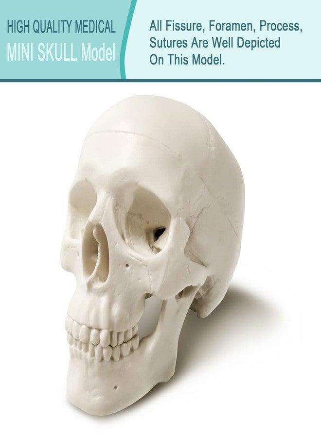 Generies 2025 New Human Skull Model,3 Part With 2-Part Human Brain;Half Life Size Skull with Brain;Human Head With Brain for Medical Teaching Learning, Art Sketch,Educational Display Tool Human Anatomy - Image 5