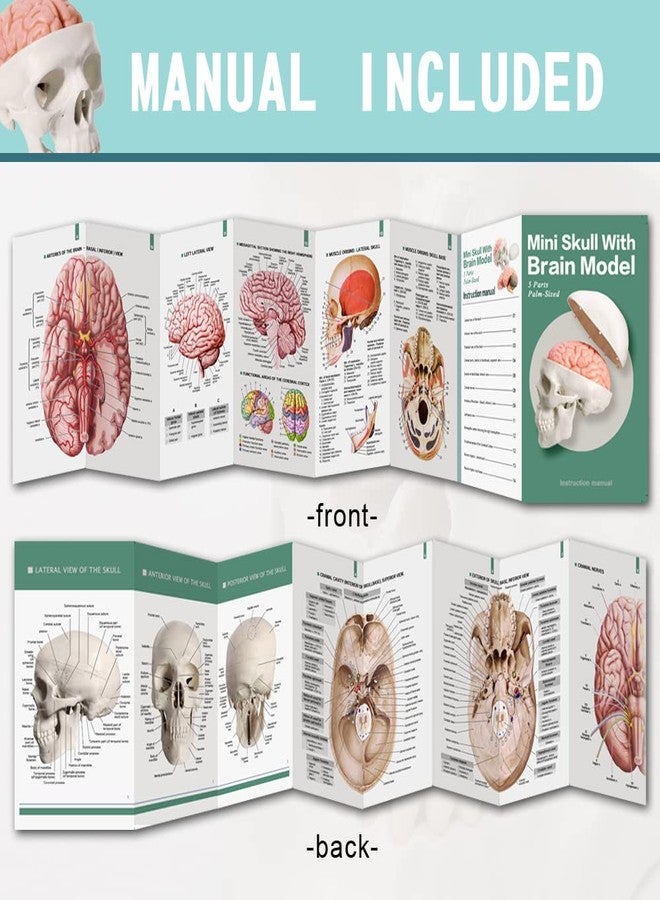 Generies 2025 New Human Skull Model,3 Part With 2-Part Human Brain;Half Life Size Skull with Brain;Human Head With Brain for Medical Teaching Learning, Art Sketch,Educational Display Tool Human Anatomy - Image 3