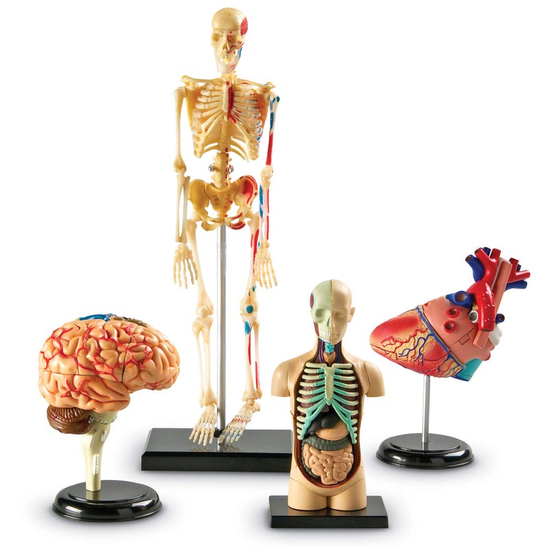Learning Resources Anatomy Models Bundle Set, Brain, Body, Heart, Skeleton, Classroom Demonstration Tools, Teacher Accessories, Grades 8+, Ages 3+ - Image 1