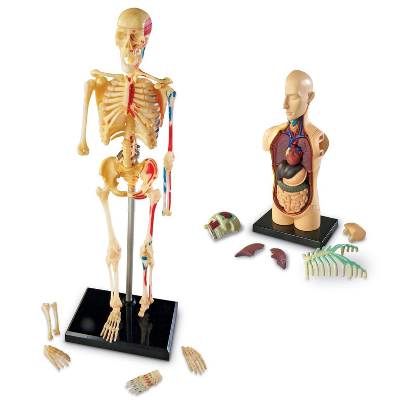 Learning Resources Anatomy Models Bundle Set, Brain, Body, Heart, Skeleton, Classroom Demonstration Tools, Teacher Accessories, Grades 8+, Ages 3+ - Image 3