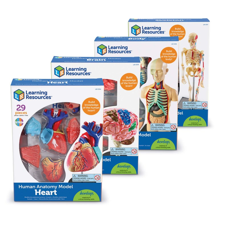 Learning Resources Anatomy Models Bundle Set, Brain, Body, Heart, Skeleton, Classroom Demonstration Tools, Teacher Accessories, Grades 8+, Ages 3+ - Image 4