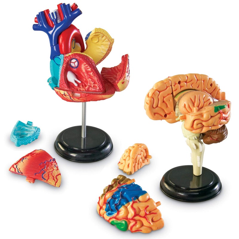 Learning Resources Anatomy Models Bundle Set, Brain, Body, Heart, Skeleton, Classroom Demonstration Tools, Teacher Accessories, Grades 8+, Ages 3+ - Image 2