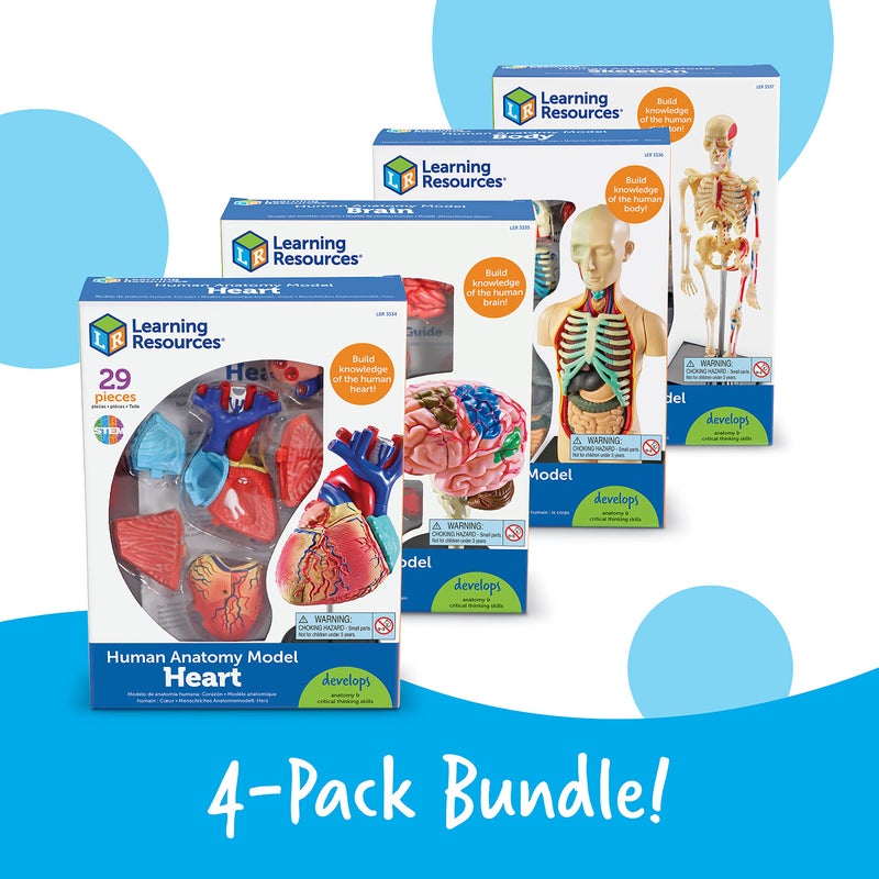 Learning Resources Anatomy Models Bundle Set, Brain, Body, Heart, Skeleton, Classroom Demonstration Tools, Teacher Accessories, Grades 8+, Ages 3+ - Image 5